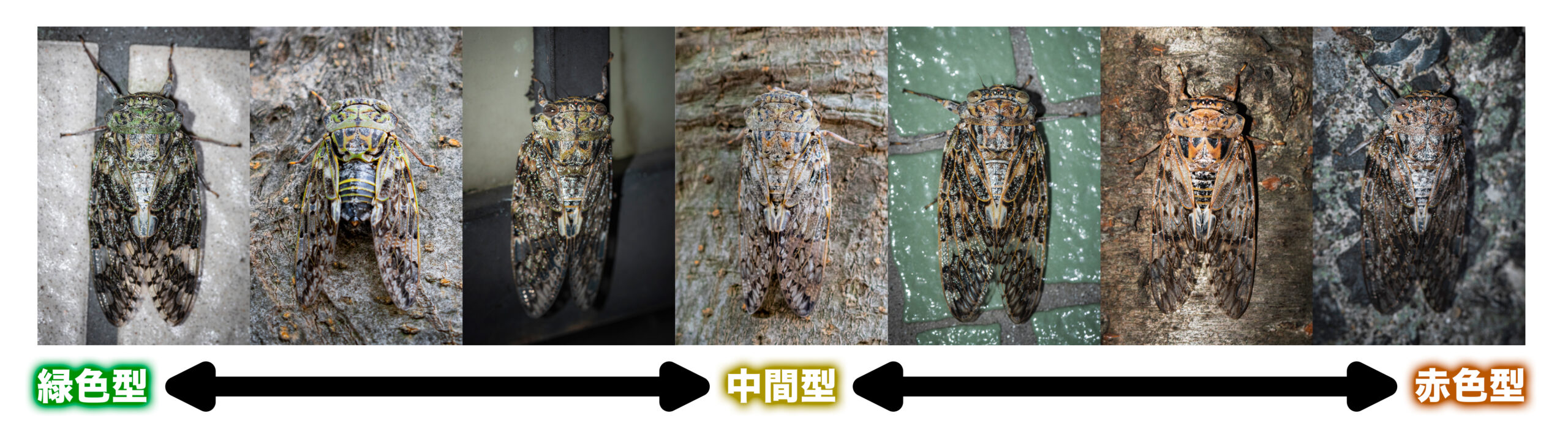 ニイニイゼミのカラーバリエーション